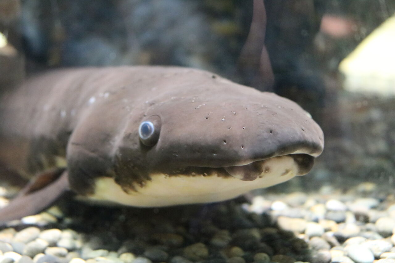 水族館クイズ この水槽がどの水族館か分かりますか 主食は水族館です