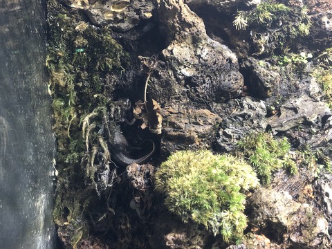 のんほいパークイモリ-3