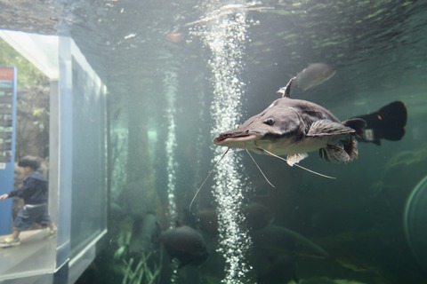 なかがわ水遊園-27