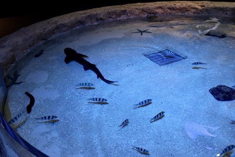 DMMかりゆし水族館-26