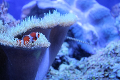 名古屋港オオシャコガイ-8