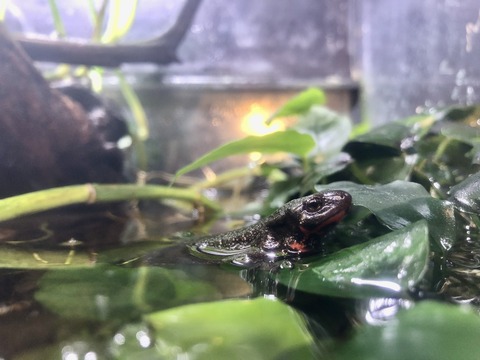 あわしま イモリ水槽-2