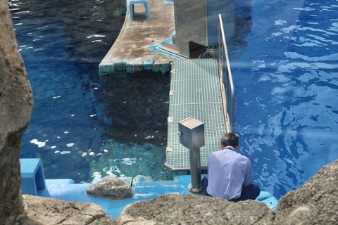 名古屋港 シャチのアース公開トレーニング-16