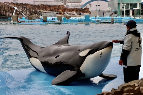 名古屋港シャチのリン公開トレーニング-17
