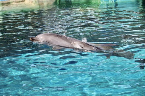 名古屋港 バンドウイルカ 赤ちゃん-20