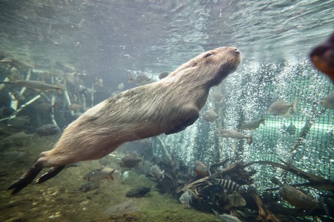 なかがわ水遊園-30