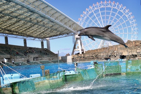 名古屋港 バンドウイルカ 赤ちゃん-16