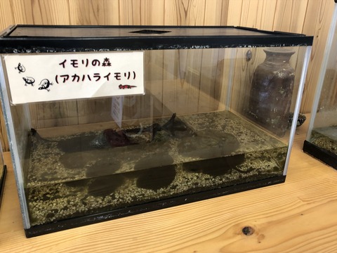 道の駅 奥永源寺渓流の里-13