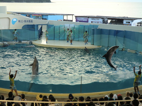 新江ノ島水族館-30