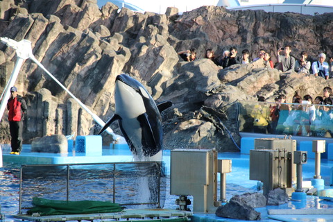 名古屋港シャチ-2