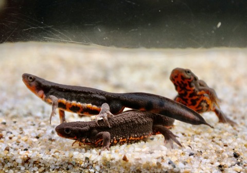 碧南海浜水族館-111