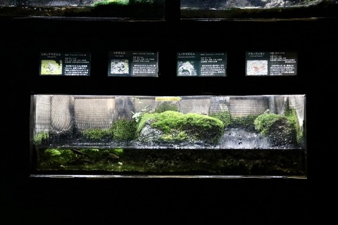 山梨県立富士湧水の里水族館 森の中の水族館-41