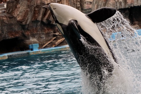 名古屋港シャチのリン公開トレーニング-9