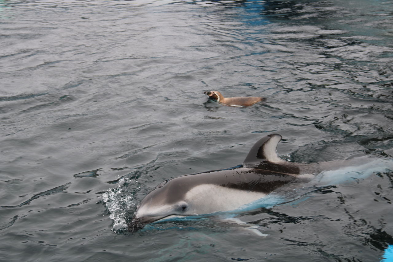 30dayaquariumchallenge にチャレンジ 主食は水族館です 30dayaquariumchallenge にチャレンジ 主食は水族館です