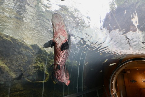 なかがわ水遊園-23