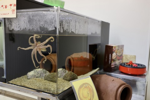 くにみクラゲ公民館-12