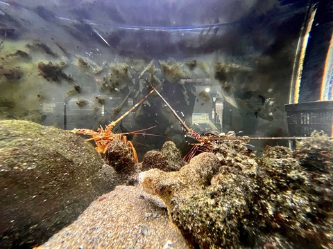 白浜駅の水槽-5