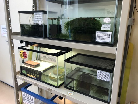 橿原市昆虫館-11