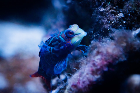 名古屋港水族館のニシキテグリ-2