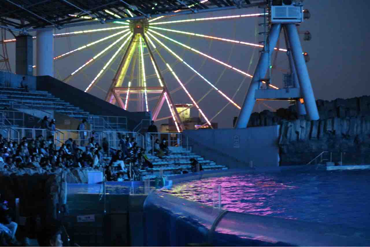 名古屋港水族館 ナイトパフォーマンス 夜のイルカショー 主食は水族館です 名古屋港水族館 ナイトパフォーマンス 夜のイルカショー 主食は水族館です