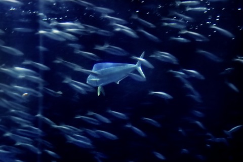 名古屋港水族館のシイラ-5