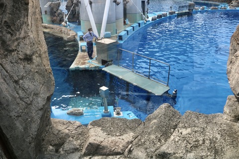 名古屋港 シャチのアース公開トレーニング-17