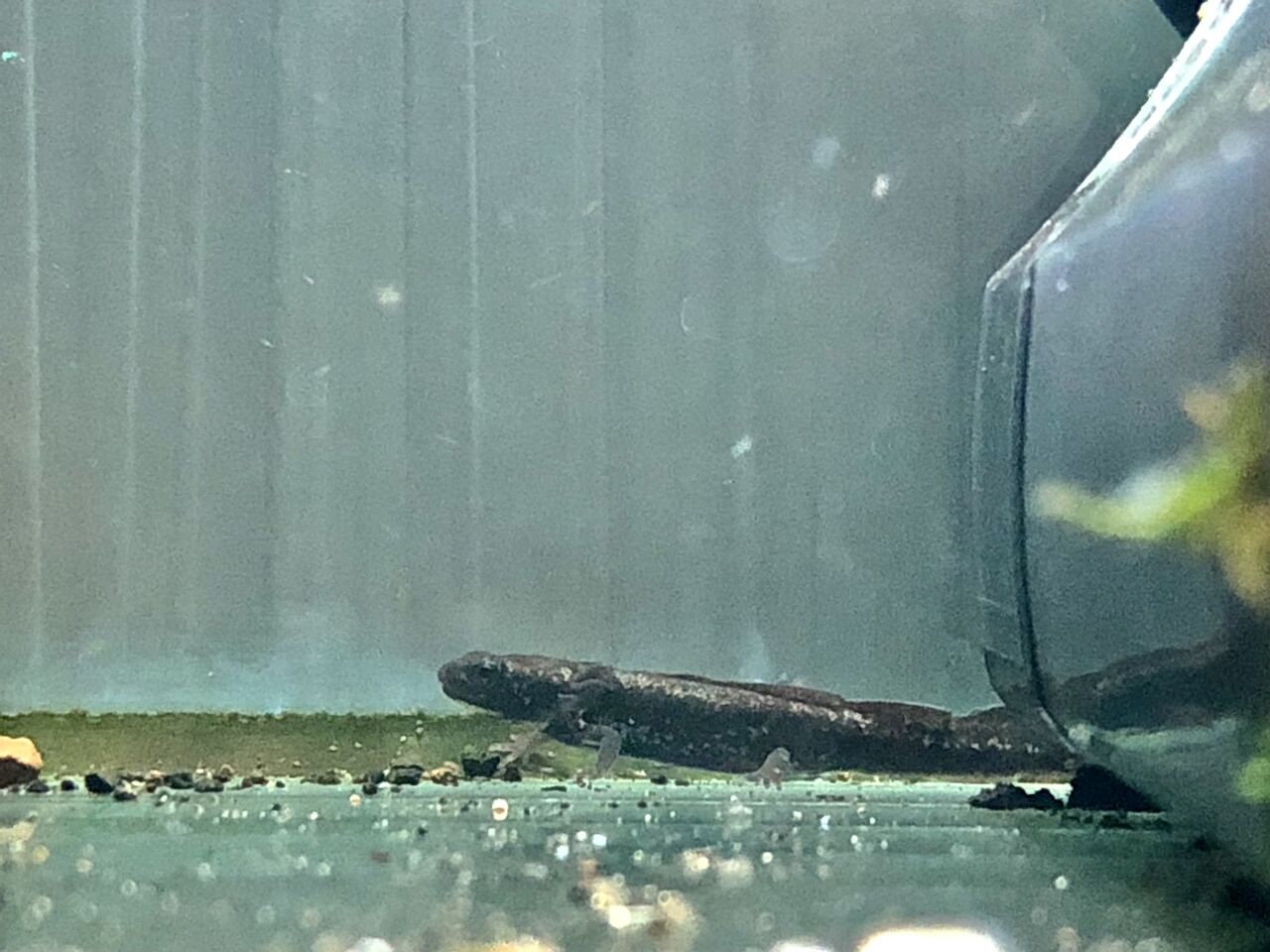 水槽内で生まれて孵化して生き延びたイモリの幼体 主食は水族館です 水槽内で生まれて孵化して生き延びたイモリの幼体 主食は水族館です