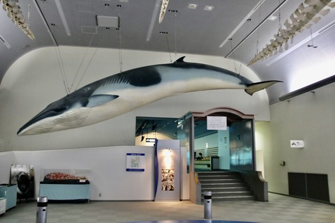 名古屋港 ナイトアクアリウム2021-39