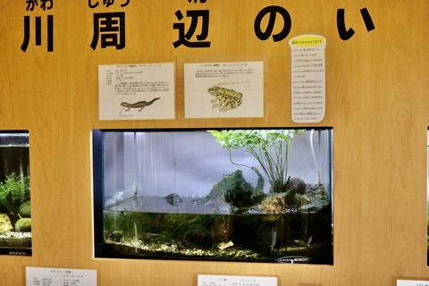 アクアトトのイモリ水槽-5