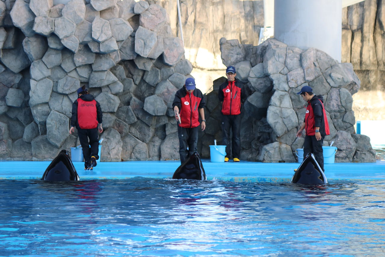 名古屋港水族館 シャチの公開トレーニング リン5歳の誕生日 主食は水族館です