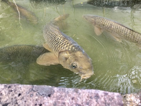 長島町輪中の郷-31