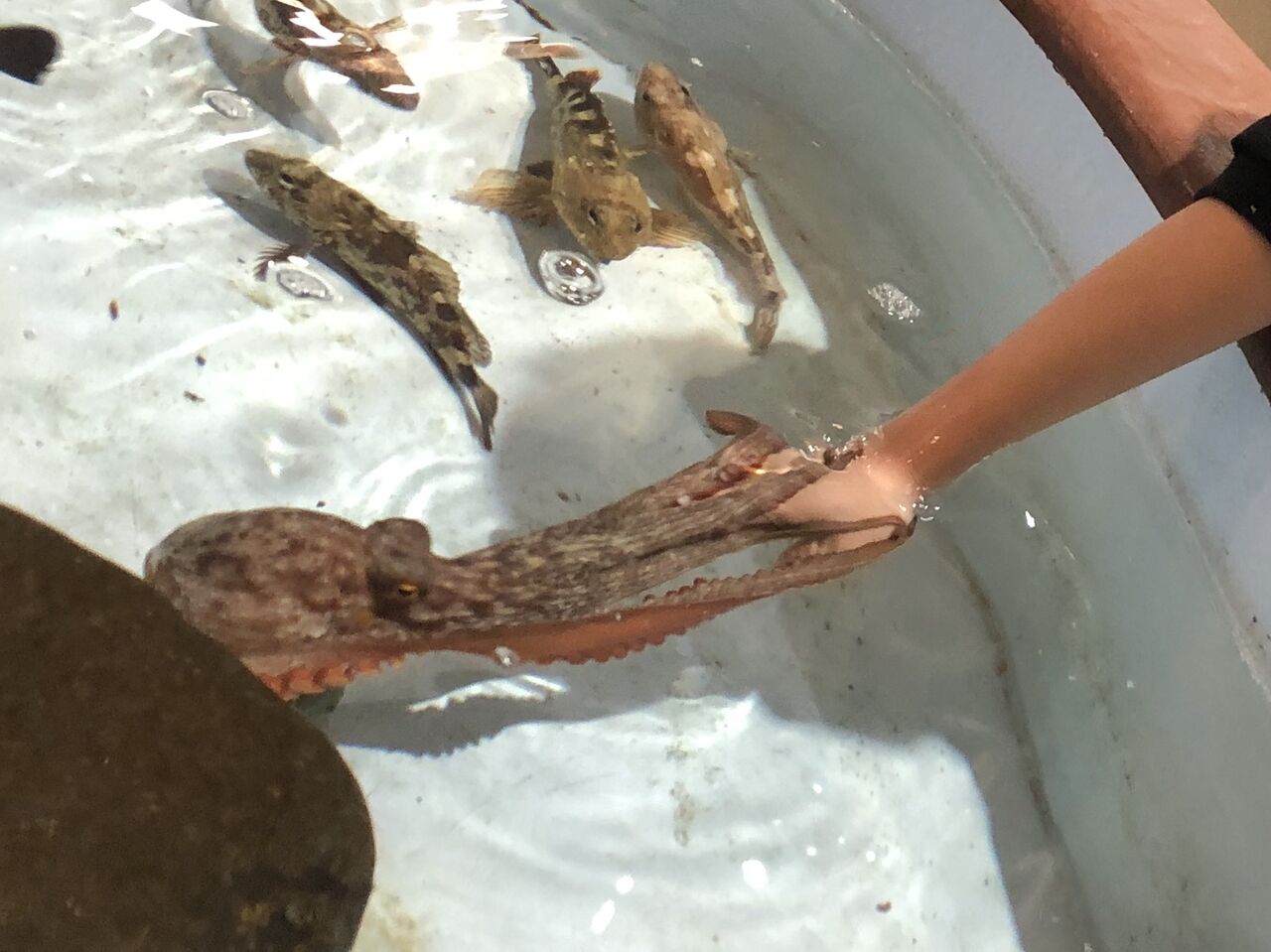 30dayaquariumchallenge にチャレンジ 主食は水族館です 30dayaquariumchallenge にチャレンジ 主食は水族館です