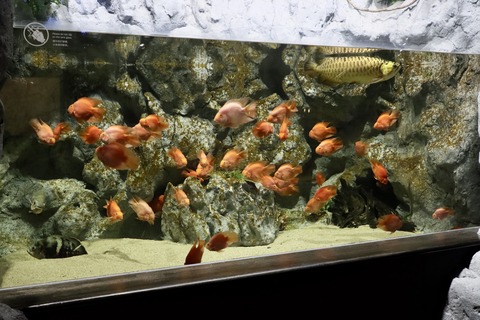 DMMかりゆし水族館-17