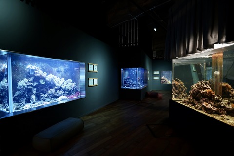 みなとやま水族館-30