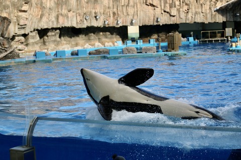 名古屋港水族館 リン 公開トレーニング-42