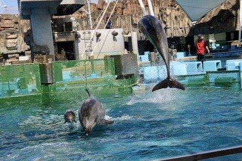 名古屋港 バンドウイルカ 赤ちゃん-17