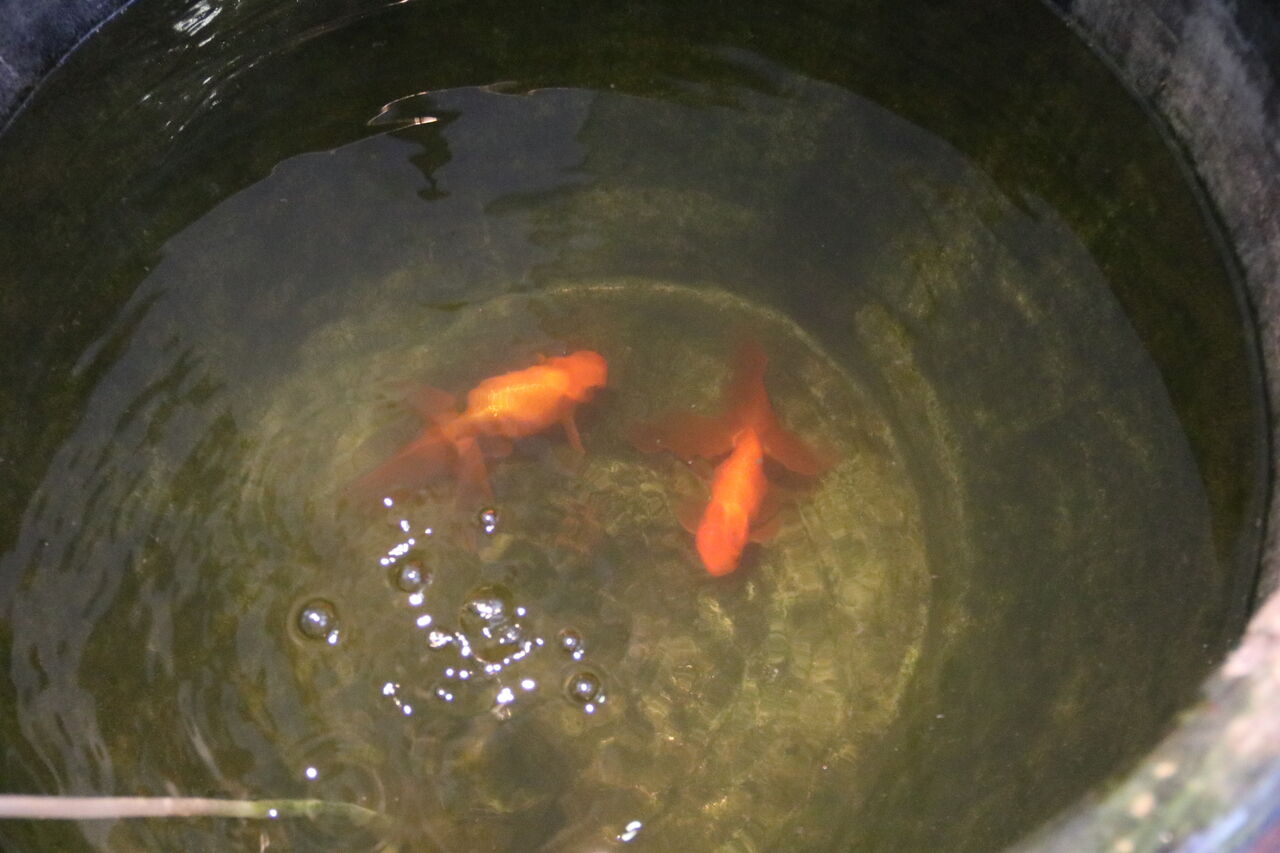 福島県 アクアマリンふくしま 金魚館 主食は水族館です