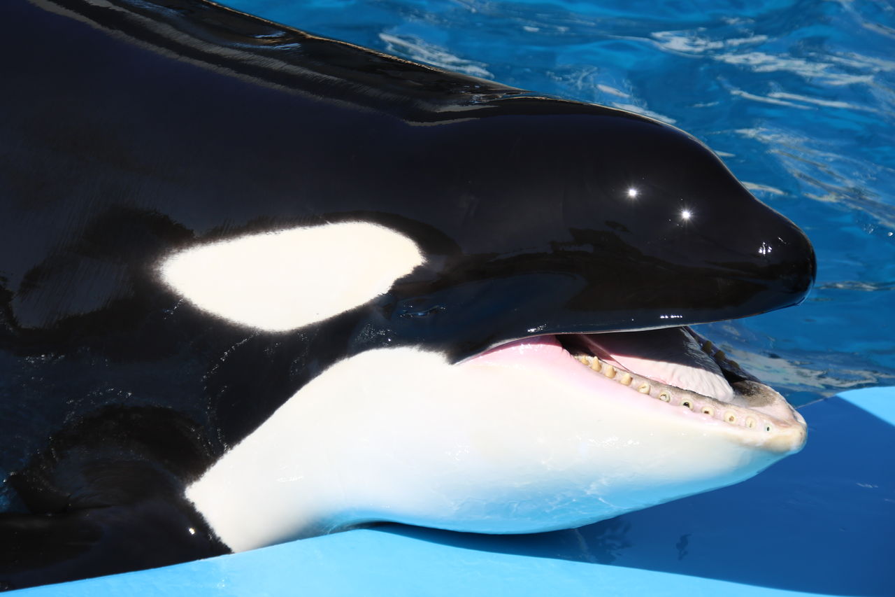 名古屋港水族館 シャチの公開トレーニング 飼育プール版 主食は水族館です 名古屋港水族館 シャチの公開トレーニング 飼育プール版 主食は水族館です
