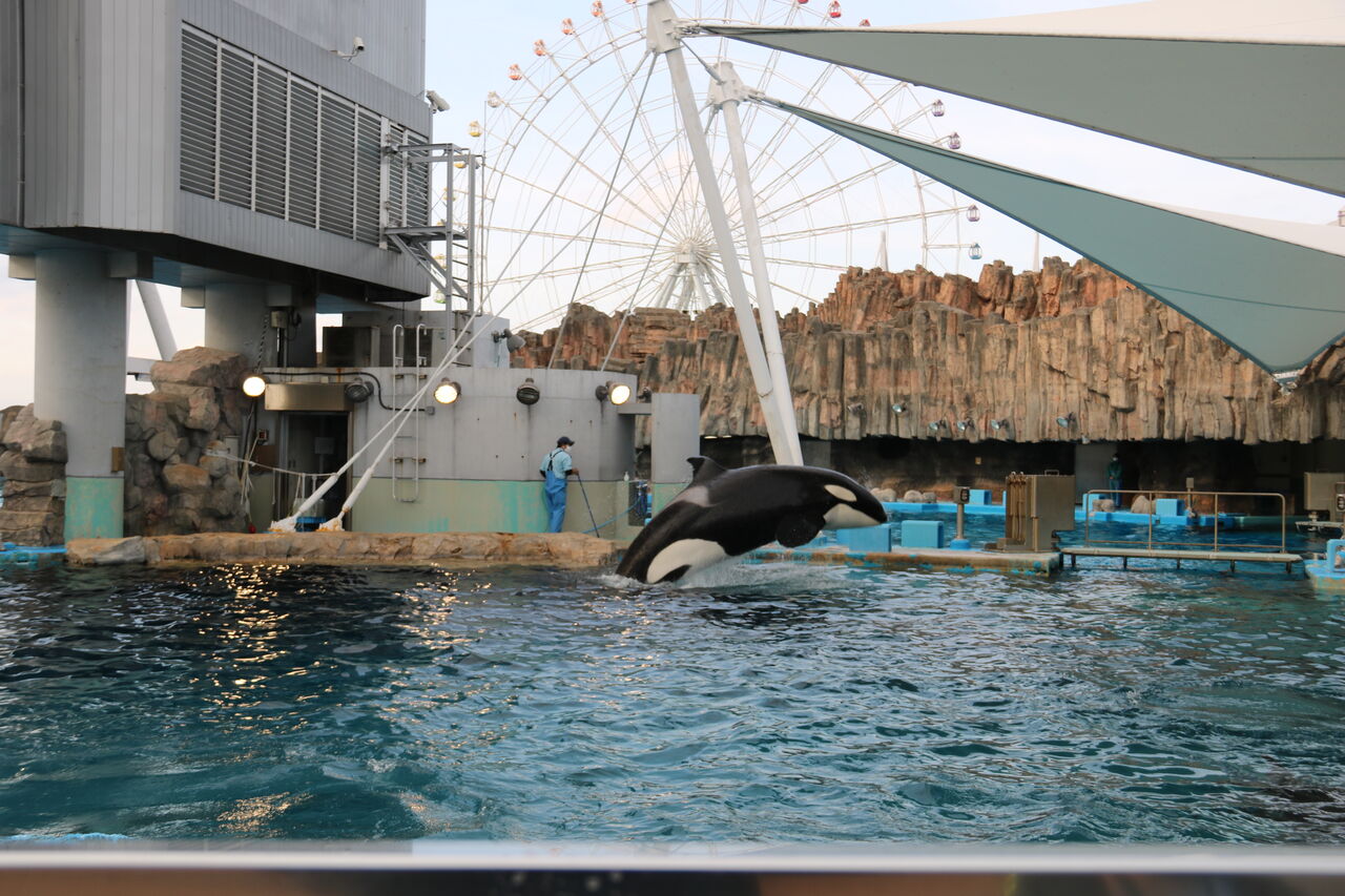 名古屋港水族館 シャチの公開トレーニング 21年2月 主食は水族館です