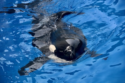 名古屋港 シャチのアース公開トレーニング-13