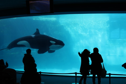 名古屋港水族館 シャチ2021-24