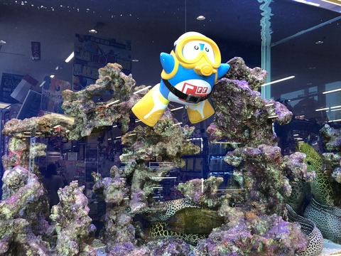 稲沢ドンキ水槽-10