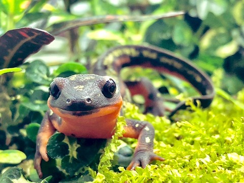 イモリウムのホソバオキナゴケがカビにやられました 主食は水族館です イモリウムのホソバオキナゴケがカビにやられました 主食は水族館です