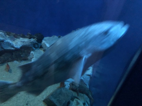 名古屋港水族館 アブラボウズ-2