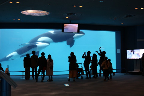 名古屋港水族館 シャチ2021-6