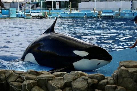 名古屋港水族館 リン 公開トレーニング-58