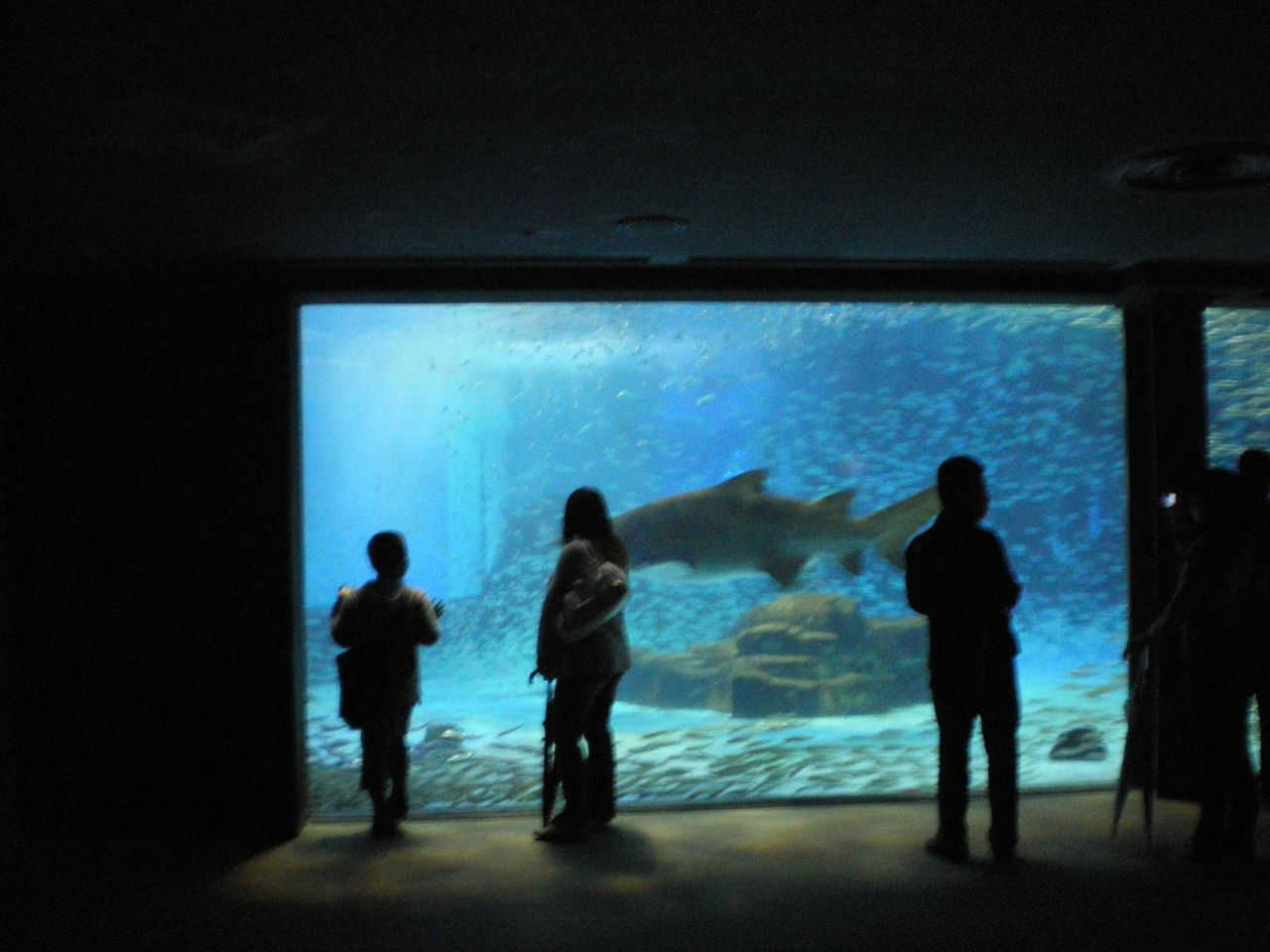神奈川県 八景島シーパラダイス 主食は水族館です 神奈川県 八景島シーパラダイス 主食は水族館です