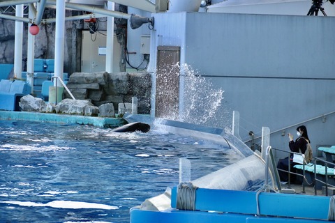 名古屋港水族館 リン 公開トレーニング-25