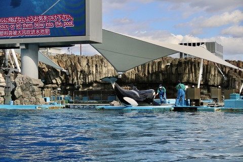 名古屋港水族館 リン 公開トレーニング-8