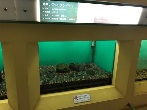 日本オオサンショウウオセンター-20